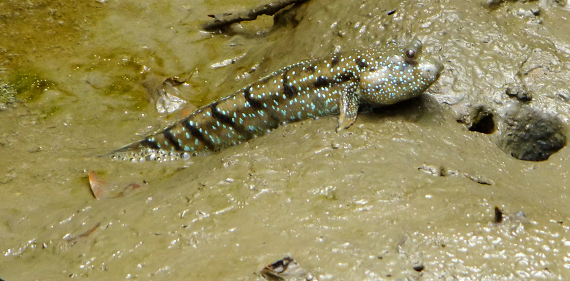 ปลาจุมพรวด หรือ ปลาตีนจุดฟ้า (อังกฤษ: Blue-spotted mudskipper, Boddart's goggle-eyed goby; ชื่อวิทยาศาสตร์: Boleophthalmus boddarti)