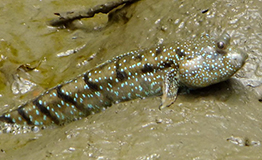 ลาจุมพรวด หรือ ปลาตีนจุดฟ้า (อังกฤษ: Blue-spotted mudskipper, Boddart's goggle-eyed goby; ชื่อวิทยาศาสตร์: Boleophthalmus boddarti)
