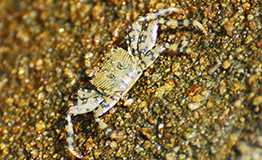 ปูแสมแกละ หรือ ปูแสมลาย (อังกฤษ: Shore crab),Grapsus albolineatus