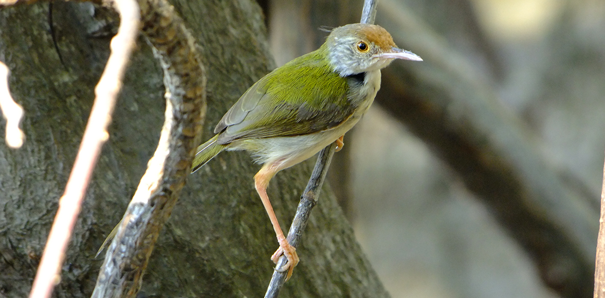 กระจิบ หรือ นกกระจิบ (อังกฤษ: Tailorbird)อยู่ในสกุล Orthotomus