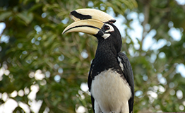 นกแก๊ก หรือ นกแกง (อังกฤษ: Oriental pied hornbill; ชื่อวิทยาศาสตร์: Anthracoceros albirostris)