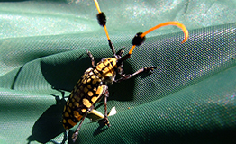 ด้วงหนวดปมจุดเหลืองดำ (Common Tuft-bearing Longhorn beetle)Aristobia approximator