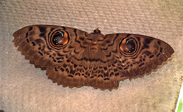 มอทตานกฮูก The Great Owl Moth