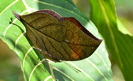 Kallima inachus siamensis Fruhstorfer, 1912 : Indian Leaf Butterfly (ผีเสื้อใบไม้ใหญ่ อินเดีย)