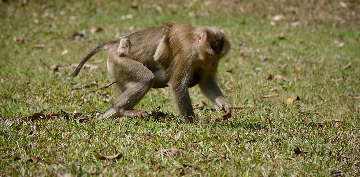 ลิงกัง ( Pig-tailed Macaque) ชื่อวิทยาศาสตร์ : Macaca nemestrina วงศ์ : Cercopithecidae)