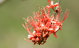 ประดู่แดง. Phyllocarpus septentrionalis Donn.Sm. Monkey flower tree