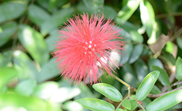 พู่จอมพล  Pink Red Powder Puff (ชื่อวิทยาศาสตร์: Calliandra Haematocephala Hassk)