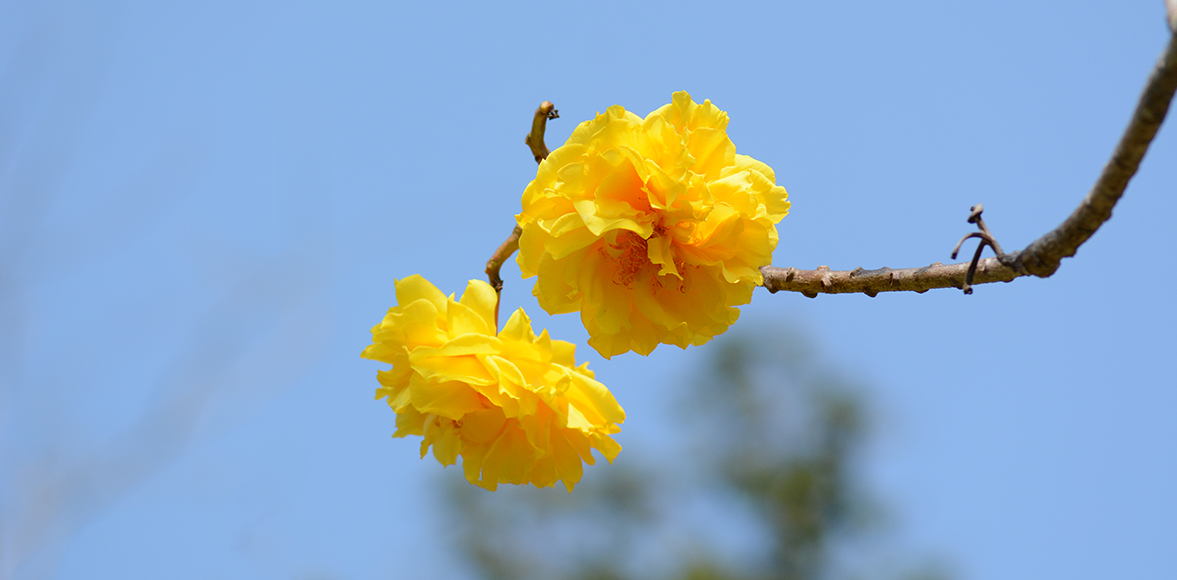 สุพรรณิการ์ (Yellow Silk Cotton flowers) Cochlospermum religiosum