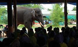 ค่ายเยาวชน ช้างน้อยในป่ากว้าง ครั้งที่ 7 โดย กองทุนวิจัยและอนุรักษ์ช้างไทย