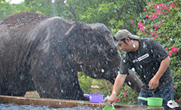กิิจกรรมเรียนรู้และส่งเสริมการอนุรักษ์ช้างไทย ณ ศูนย์อนุรักษ์ช้างไทยเขาใหญ่ โดย การรถไฟฟ้าขนส่งมวลชนแห่งประเทศไทย (MRTA)