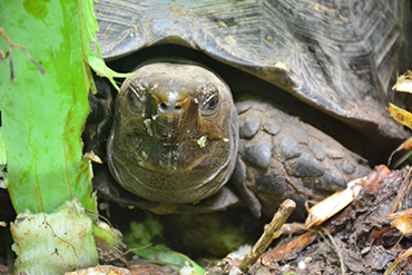 เต่าหกดำ ( Asian forest tortoise) ชื่อวิทยาศาสตร์ Manouria emys
