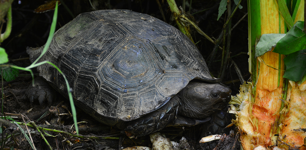 เต่าหกดำ ( Asian forest tortoise) ชื่อวิทยาศาสตร์ Manouria emys