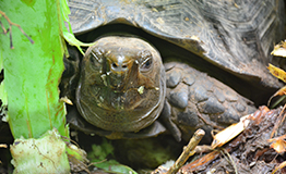 เต่าหก ( Asian forest tortoise) ชื่อวิทยาศาสตร์ Manouria emys