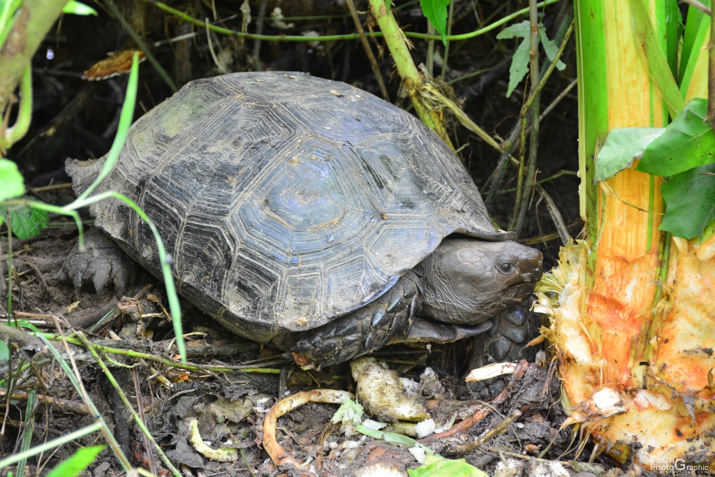 เต่าหก ( Asian forest tortoise) ชื่อวิทยาศาสตร์ Manouria emys
