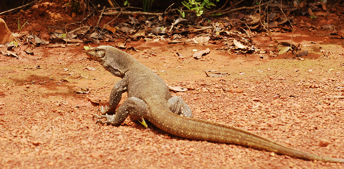 ตะกวด แลน – Varanus bengalensis