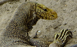 ตะกวด แลน – Varanus bengalensis