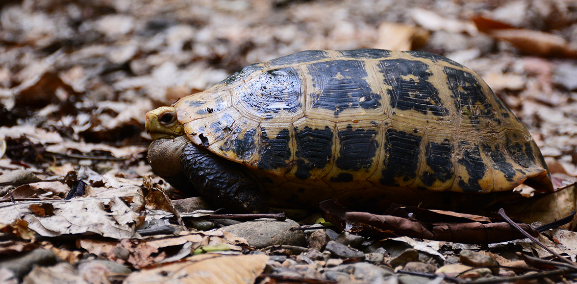 เต่าเหลือง หรือ เต่าเทียน หรือ เต่าแขนง หรือ เต่าขี้ผึ้ง (Elongated tortoise)ชื่อวิทยาศาสตร์ว่า Indotestudo elongata