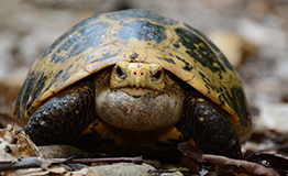 เต่าเหลือง หรือ เต่าเทียน หรือ เต่าแขนง หรือ เต่าขี้ผึ้ง (Elongated tortoise)ชื่อวิทยาศาสตร์ว่า Indotestudo elongata