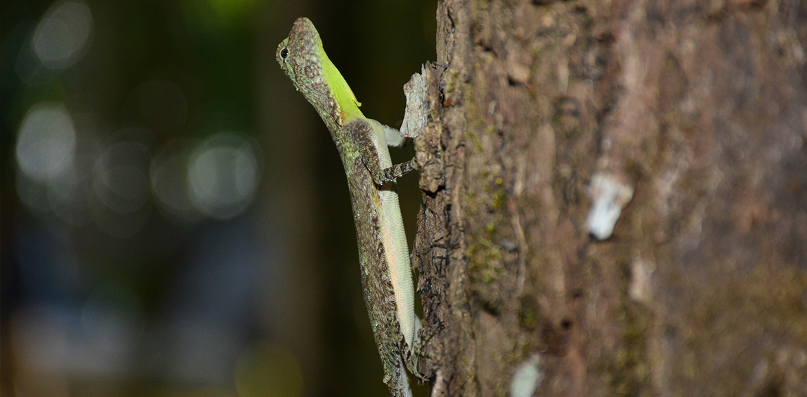 กิ้งก่าบิน (อังกฤษ: Flying dragon, Flying lizard)