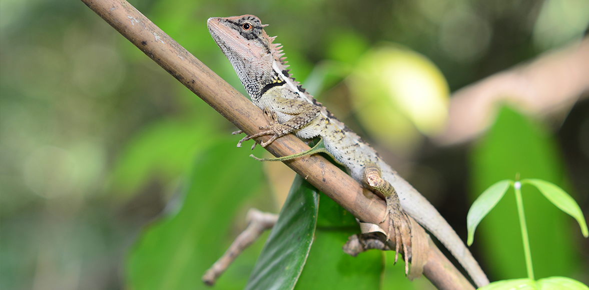 กิ้งก่าแก้ว หรือ Forest Crested Lizard (Calotes emma emma)