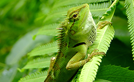 กิ้งก่าแก้ว หรือ Forest Crested Lizard (Calotes emma emma)