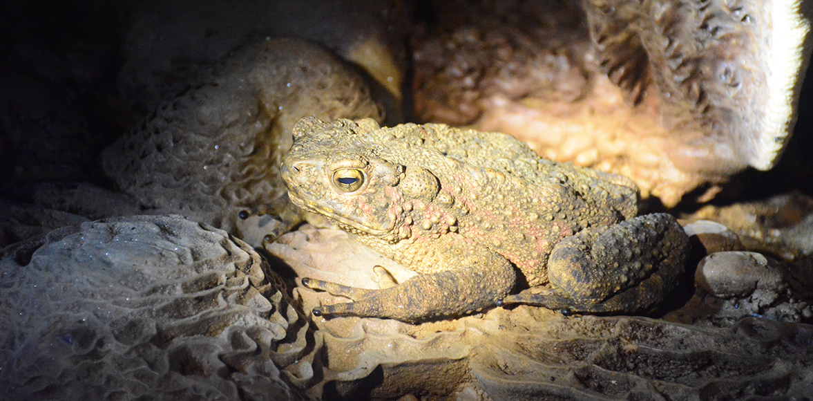  จงโคร่ง หรือ หมาน้ำ (Giant jungle toad , Asian giant toad) 