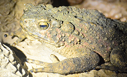 จงโคร่ง หรือ หมาน้ำ Giant jungle toad , Asian giant toad
