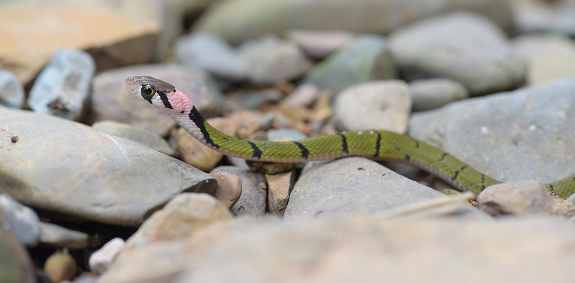  งูลายสาบเขียวขวั้นดำ (Green Keelback) 