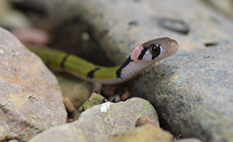 งูลายสาบเขียวขวั้นดำ (Green Keelback)