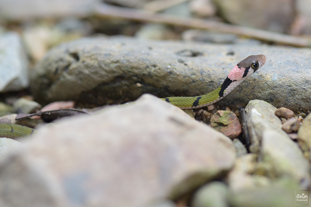 งูลายสาบเขียวขวั้นดำ (Green Keelback)