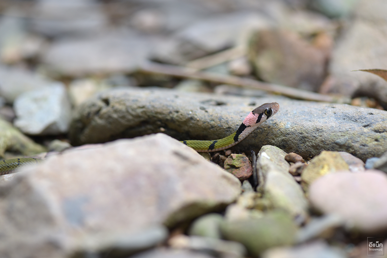 งูลายสาบเขียวขวั้นดำ (Green Keelback)