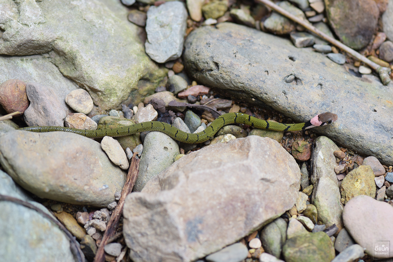 งูลายสาบเขียวขวั้นดำ (Green Keelback)