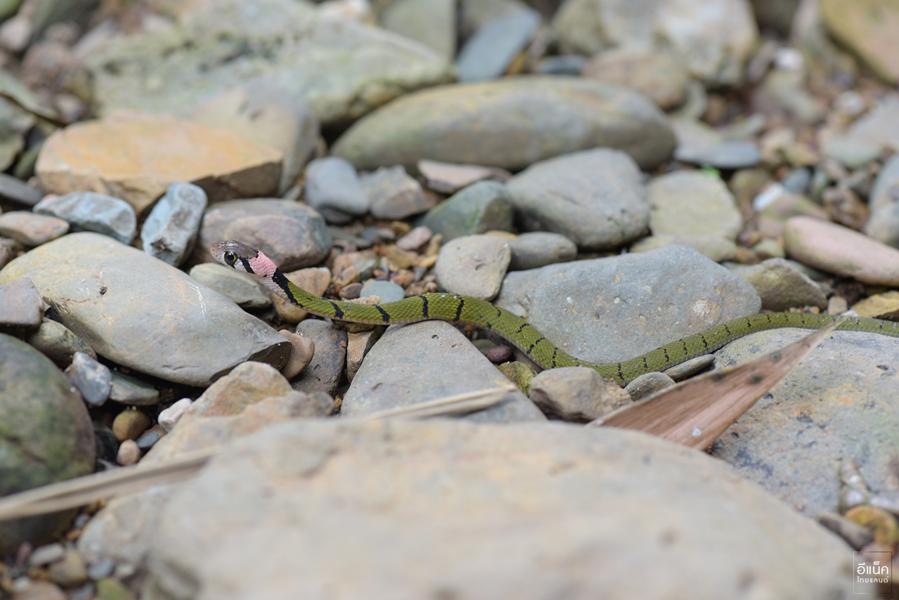 งูลายสาบเขียวขวั้นดำ (Green Keelback)