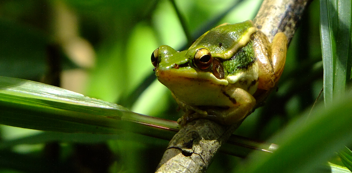  เขียดบัว (อังกฤษ: Green paddy frog, Red-eared frog, Leaf frog, Common green frog; ชื่อวิทยาศาสตร์: Hylarana erythraea) 