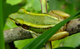 เขียดบัว (อังกฤษ: Green paddy frog, Red-eared frog, Leaf frog, Common green frog; ชื่อวิทยาศาสตร์: Hylarana erythraea)