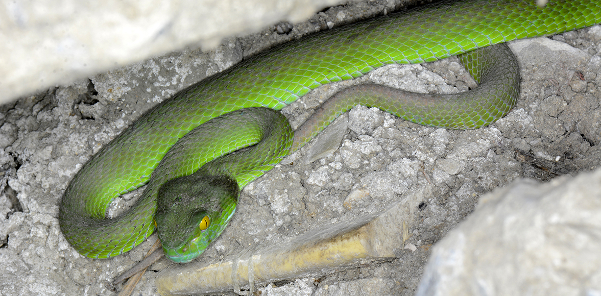  งูเขียวหางไหม้ Green pit viper (Trimeresurus) 