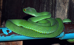 งูเขียวหางไหม้ Green pit viper (Trimeresurus)