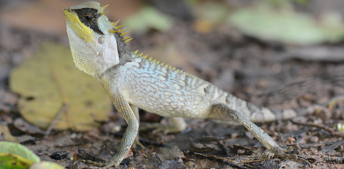  กิ้งก่าเขาหนามสั้น (Masked spiny lizard, Acanthosaura crucigera Boulenger) 