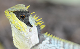 กิ้งก่าเขาหนามสั้น (Masked spiny lizard, Acanthosaura crucigera Boulenger)