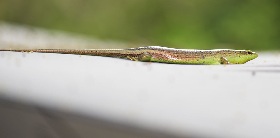  จิ้งเหลนต้นไม้ (Olive tree skink) 