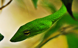 งูเขียวหัวจิ้งจก หรือ งูเขียวปากจิ้งจก (Oriental whipsnake) Ahaetulla prasina