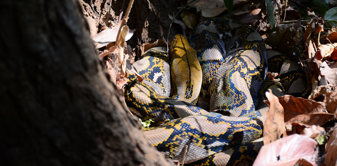  งูเหลือม (ชื่อวิทยาศาสตร์: Malayopython reticulatus) 