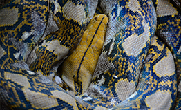 งูเหลือม (ชื่อวิทยาศาสตร์: Malayopython reticulatus)