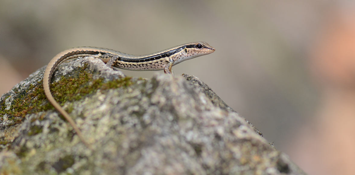  จิ้งเหลนภูเขาเกล็ดเรียบ (Spotted Forest Skink) 