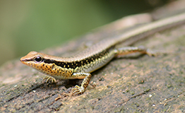 จิ้งเหลนภูเขาเกล็ดเรียบ (Spotted Forest Skink)