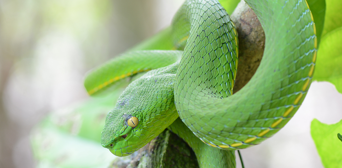  งูเขียวไผ่หางเขียว (Vogel's Green Pitviper) 