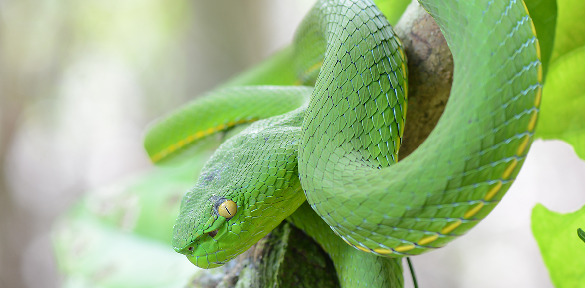 งูเขียวไผ่หางเขียว (Vogel's Green Pitviper)