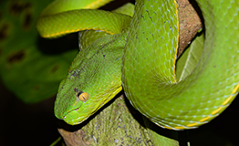 งูเขียวไผ่หางเขียว (Vogel's Green Pitviper)