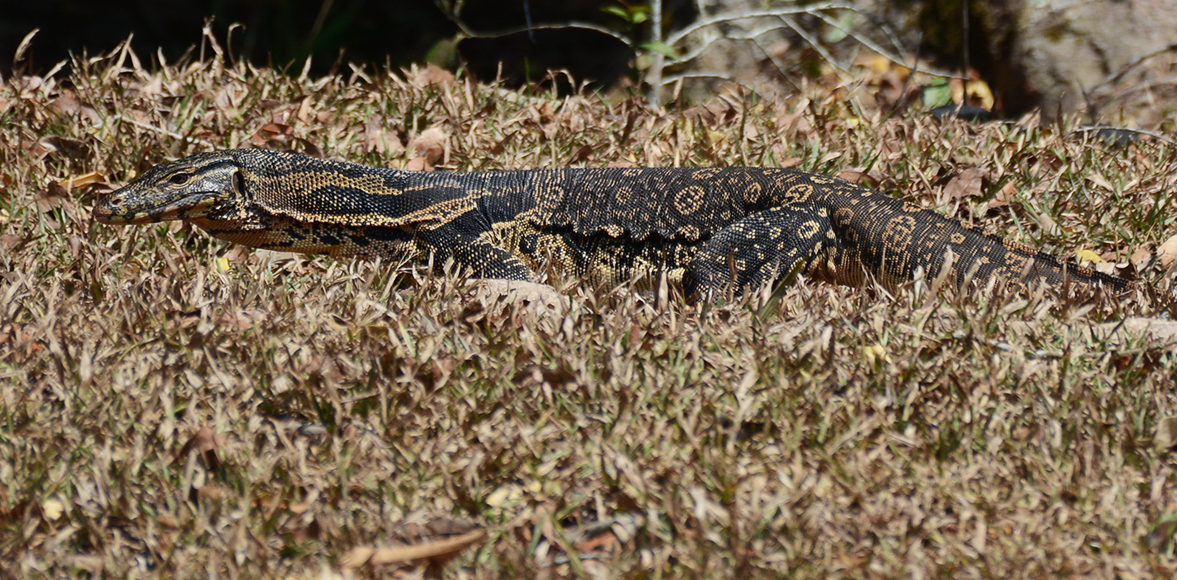 เหี้ย Water Monitor(ชื่อวิทยาศาสตร์: Varanus salvator)
