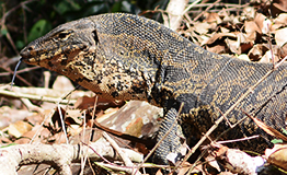 เหี้ย Water Monitor(ชื่อวิทยาศาสตร์: Varanus salvator)